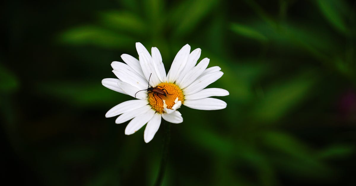 découvrez les bienfaits et les défis de la vie en célibat. apprenez à apprécier votre indépendance tout en explorant des conseils pour cultiver des relations significatives, vous épanouir personnellement et tirer le meilleur parti de cette période de votre vie.