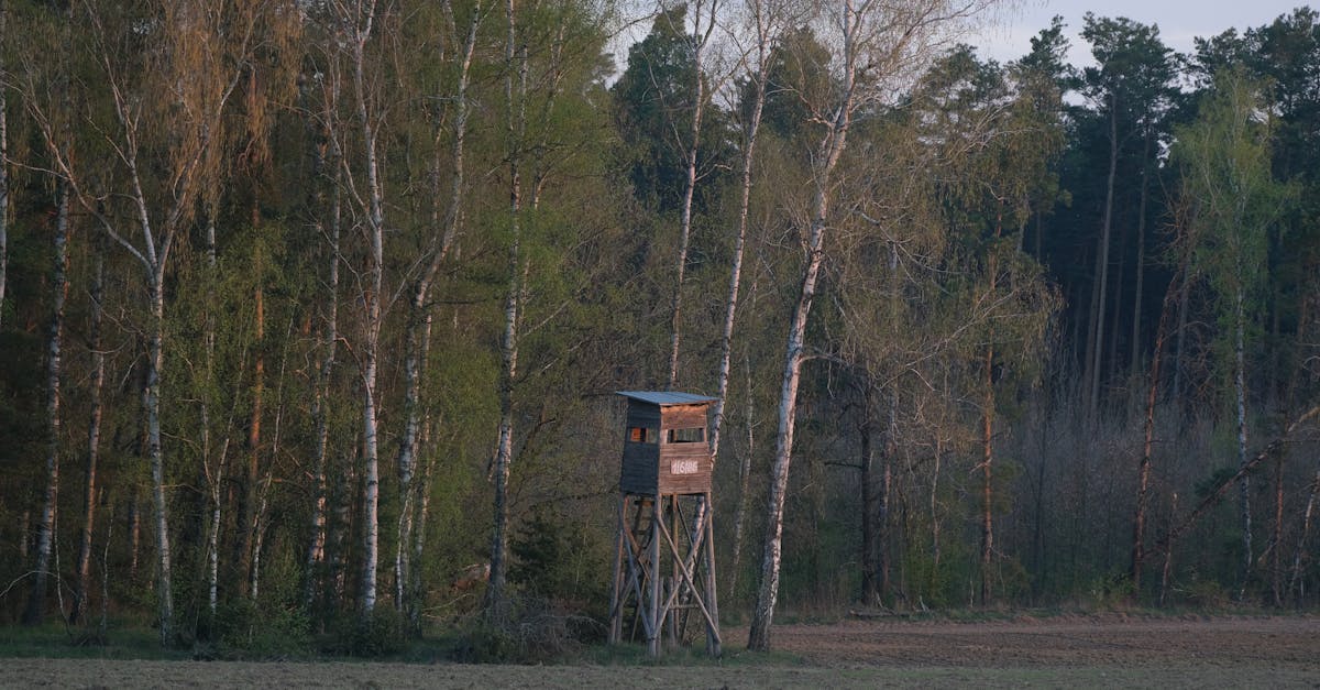 découvrez la beauté du silence, un espace de sérénité où l'esprit peut se retrouver et la créativité s'épanouir. explorez les bienfaits du calme et comment intégrer des moments de silence dans votre vie quotidienne.