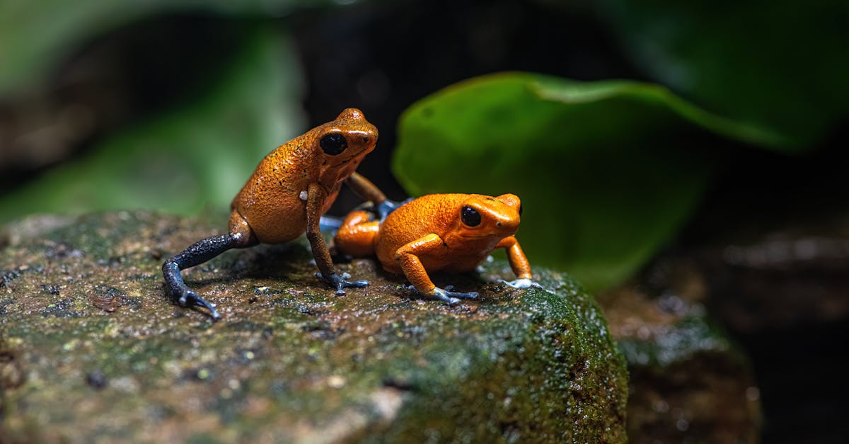 découvrez les comportements toxiques qui peuvent nuire à vos relations personnelles et professionnelles. apprenez à les identifier, à comprendre leurs impacts et à adopter des stratégies pour les surmonter afin de favoriser un environnement sain et positif.