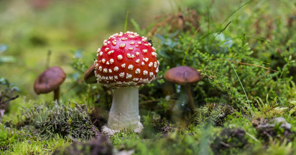 découvrez les comportements toxiques et leurs impacts sur les relations interpersonnelles. apprenez à identifier et à gérer ces attitudes nuisibles pour favoriser un environnement sain et serein.